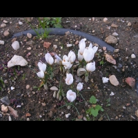 Crocus hadriaticus (fam. Iridaceae) (Grece) (00)